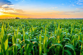 https://www.cdigital.com.pk/crops cope with changing climate