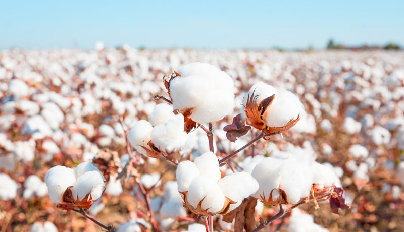https://www.cdigital.com.pk/organic cotton production