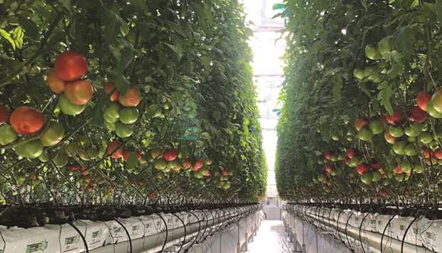 https://www.cdigital.com.pk/hydroponic cultivation