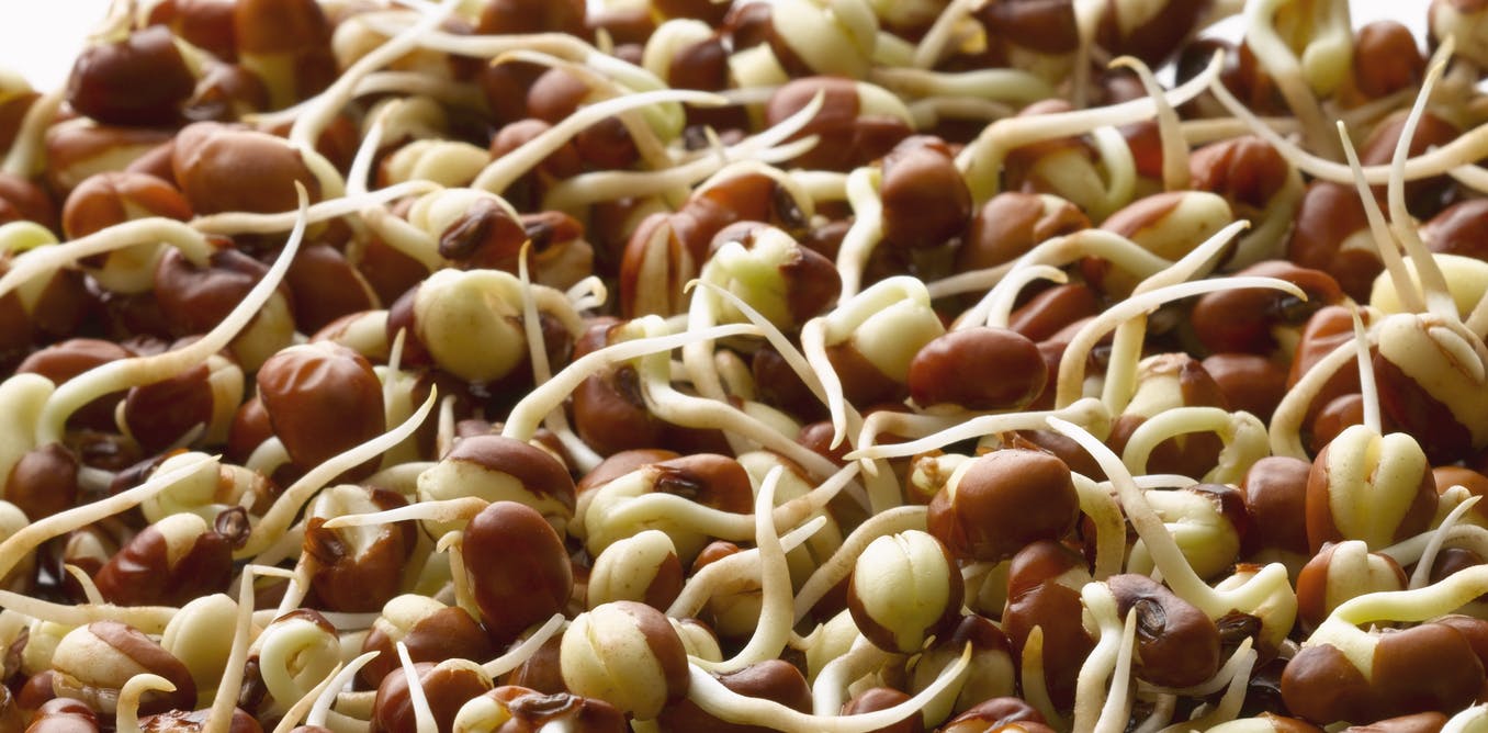 https://www.cdigital.com.pk/cowpea